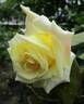 Alexander Hill Gray rose photo