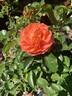 JALlove rose photo