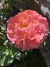 JALlove rose photo