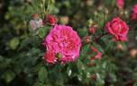 Alliance rose photo