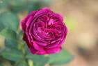 Queen of the Night rose photo
