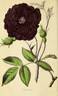 Rose Thuret rose photo
