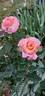 MEIffable rose photo