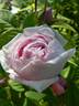 Madame Louis Lévêque rose photo