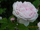 Madame Louis Lévêque rose photo