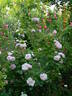 Madame Louis Lévêque rose photo