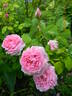 Madame Boll rose photo