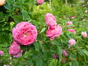 Duchesse de Berry rose photo