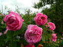 Duchesse de Berry rose photo