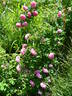Duchesse de Berry rose photo