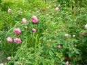 Duchesse de Berry rose photo
