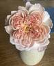 Café rose photo