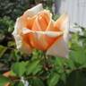 Diamond Jubilee rose photo