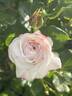 Boule de Neige rose photo