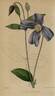 <i>C. eriostemon</i> Dne. clematis photo