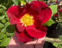 Red Coat rose photo