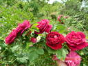 Souvenir du Docteur Jamain rose photo