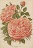 American Beauty rose photo