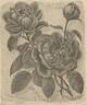 Comtesse d'Oxford rose photo