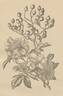 R. polyantha grandiflora rose photo