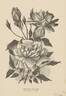 Luciole rose photo