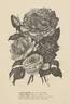 American Beauty rose photo