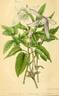 Atragene americana clematis photo
