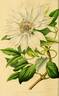 <i>C. patens</i> 'Monstrosa' clematis photo