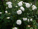 Madame Legras de St. Germain rose photo