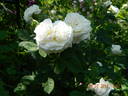Madame Legras de St. Germain rose photo