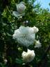 Madame Legras de St. Germain rose photo