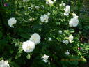 Madame Legras de St. Germain rose photo