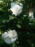 Madame Legras de St. Germain rose photo