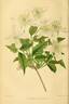 C. montana clematis photo