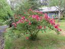 Red Coat rose photo