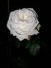 Pierre Arditi rose photo