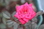 Anne's Delight rose photo