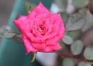 Anne's Delight rose photo