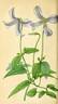 C. divaricata Jacq. synonym clematis photo