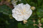 Sombreuil rose photo
