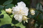 Sombreuil rose photo