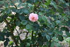 Leander rose photo