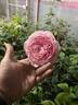 Curly Pink rose photo