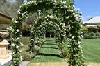 Souvenir de la Malmaison, Cl. rose photo