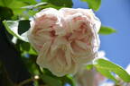 Souvenir de la Malmaison, Cl. rose photo