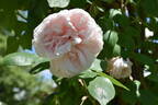 Souvenir de la Malmaison, Cl. rose photo