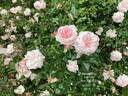 Awakening rose photo