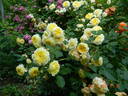 The Pilgrim ® rose photo