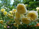 The Pilgrim ® rose photo