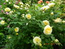 The Pilgrim ® rose photo